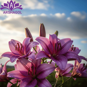 گل لیلیوم بنفش