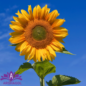 گل آفتابگردان