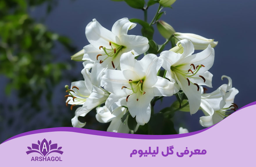 معرفی گل لیلیوم (lilium)