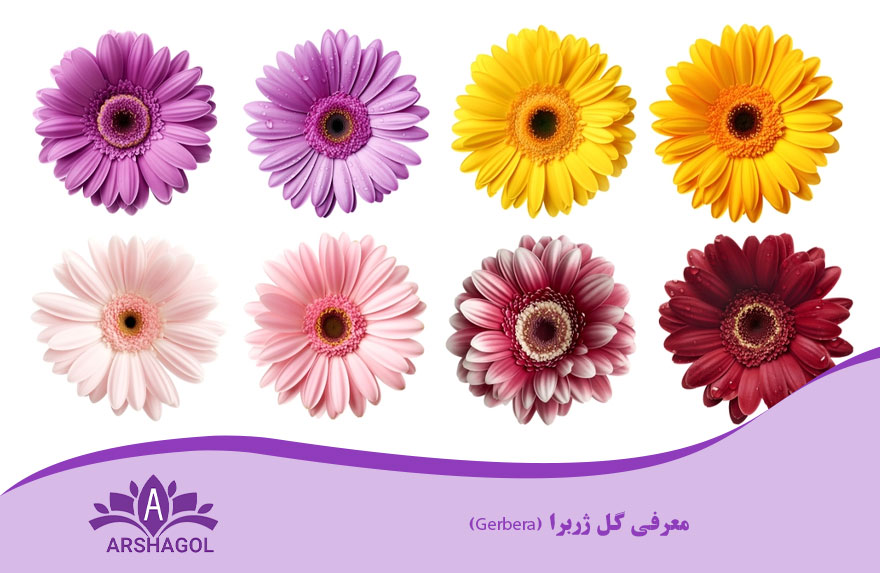 معرفی گل ژربرا (Gerbera)