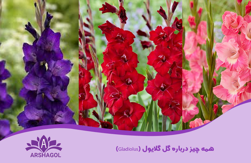 همه چیز درباره گل گلایول (Gladiolus)