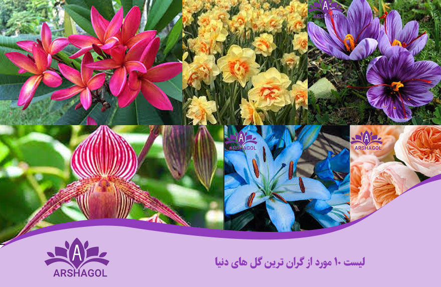 لیست ۱۰ مورد از گران ترین گل های دنیا