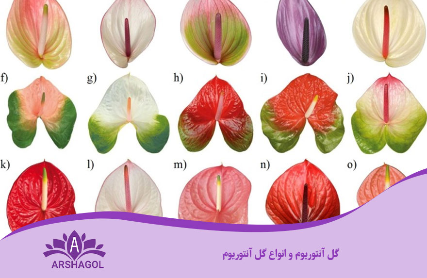 گل آنتوریوم و انواع گل آنتوریوم